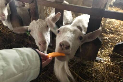 Київщина – фото 5