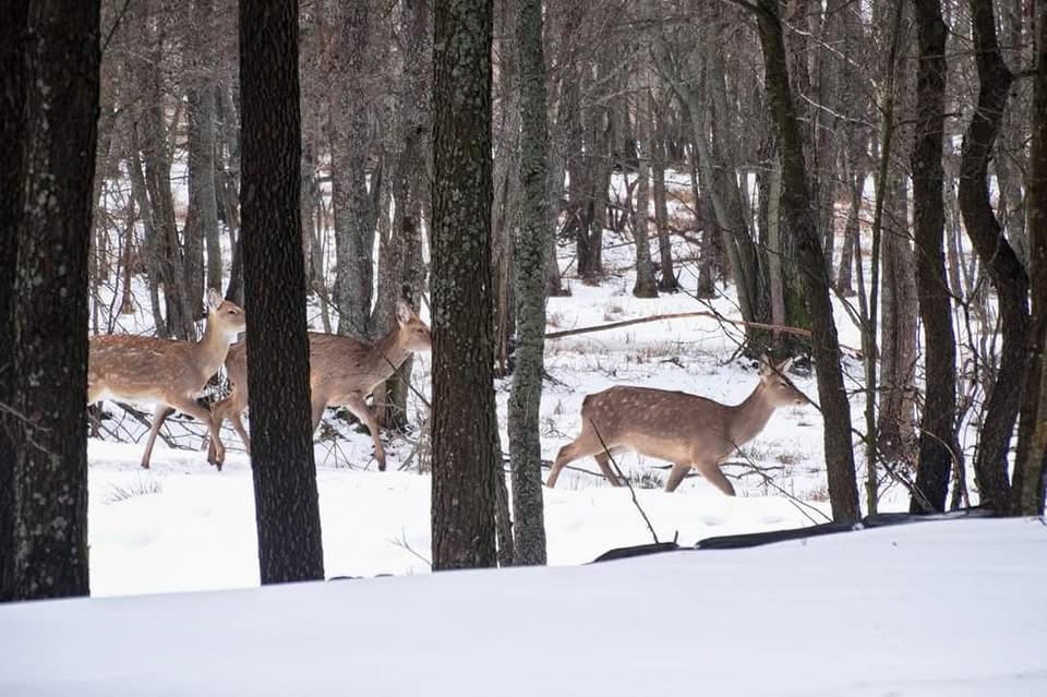 Міжрічинський парк – фото 6