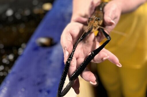 Ферма креветок – фото 1