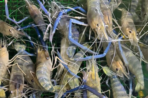 Ферма креветок – фото 2