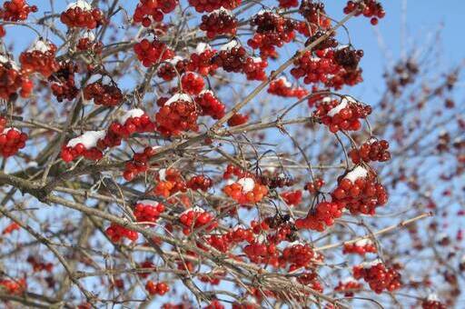 Київщина – фото 2