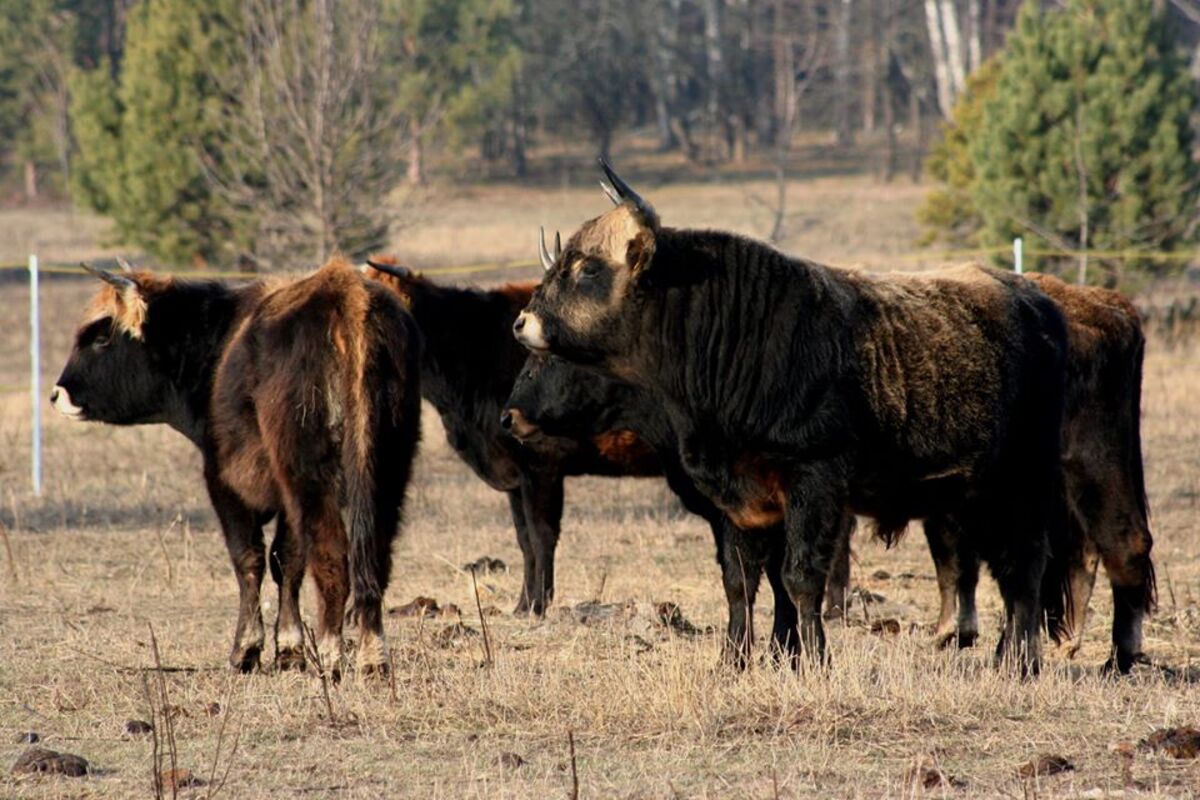 Парк Беремицьке - Дикий світ Чернігівського полісся - мал.07