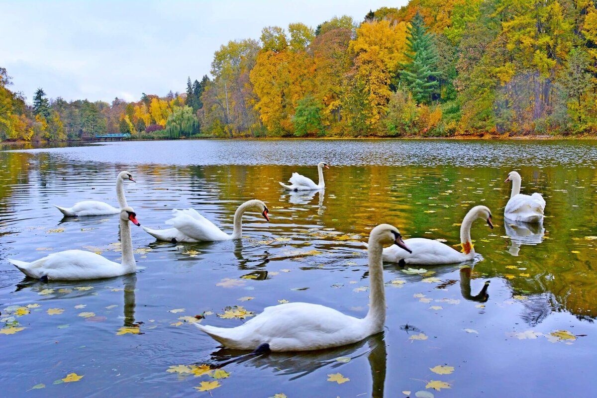Паркове намисто: Качанівка та Тростянец - мал.05
