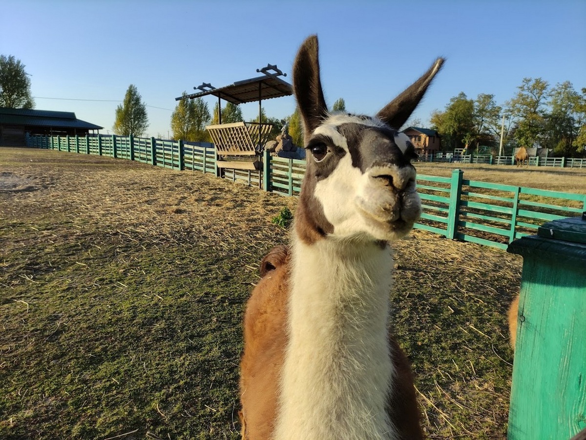 ANIMALS - парк “Золотий фазан” + Буцький каньон - мал.01