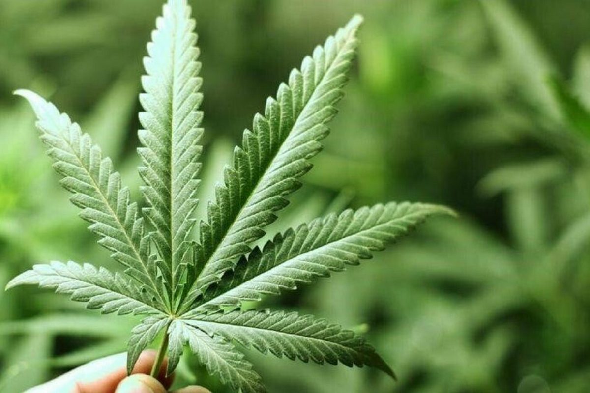 УКРАЇНА КОНОПЛЯНА І НЕ ТІЛЬКИ… ЕКО ГАСТРОТУР