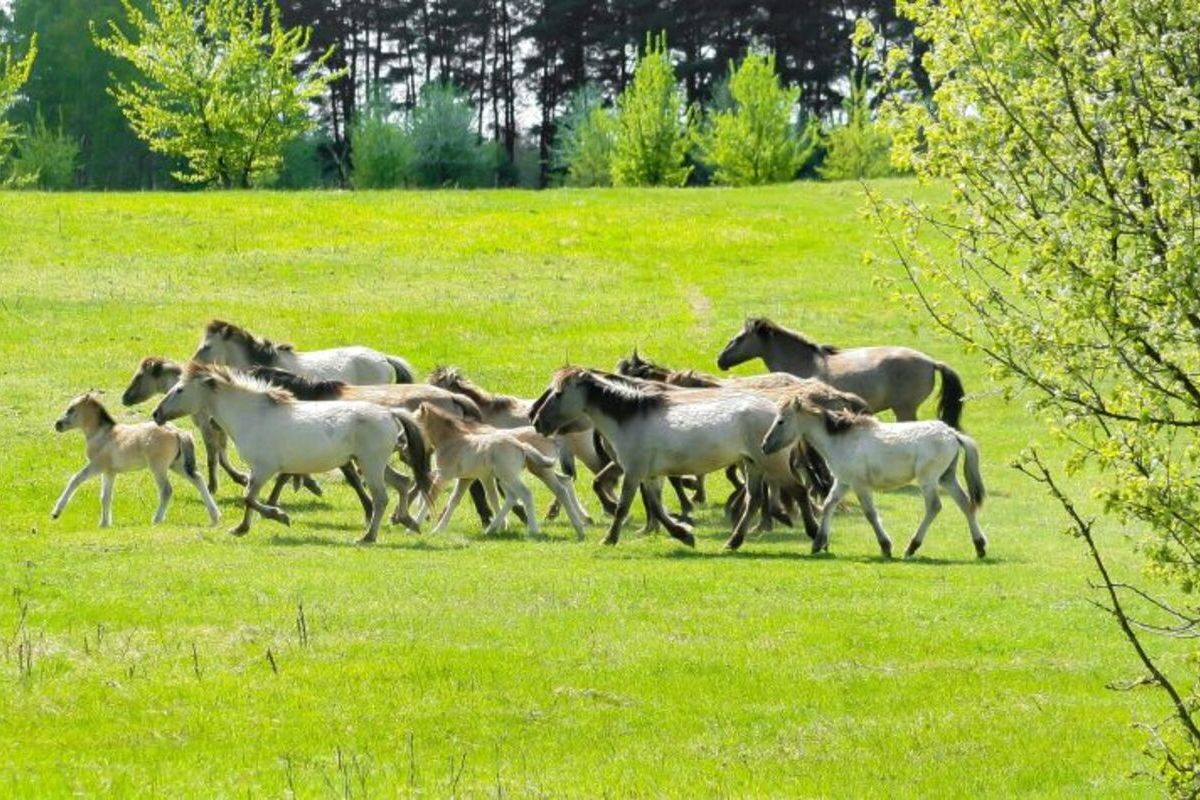 ПАРК БЕРЕМИЦЬКЕ ТА КРАФТОВА ВИНОКУРНЯ