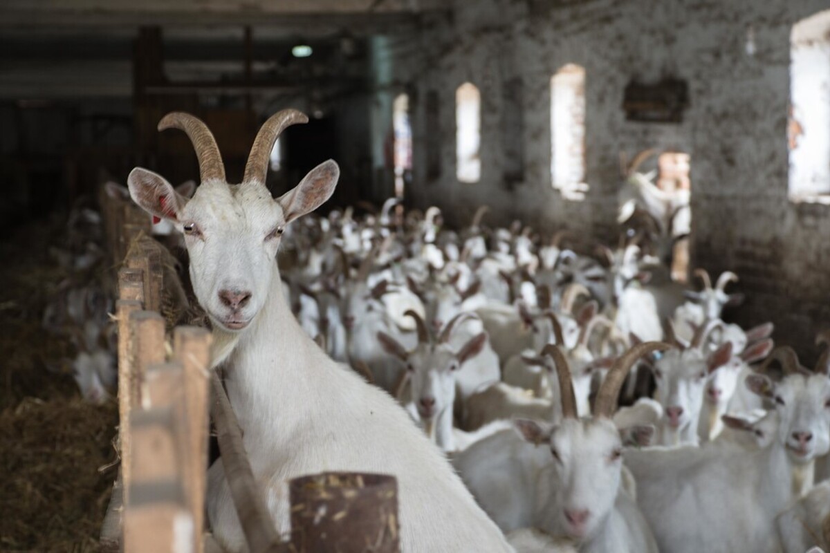 Сири, вино та класична музика - мал.05