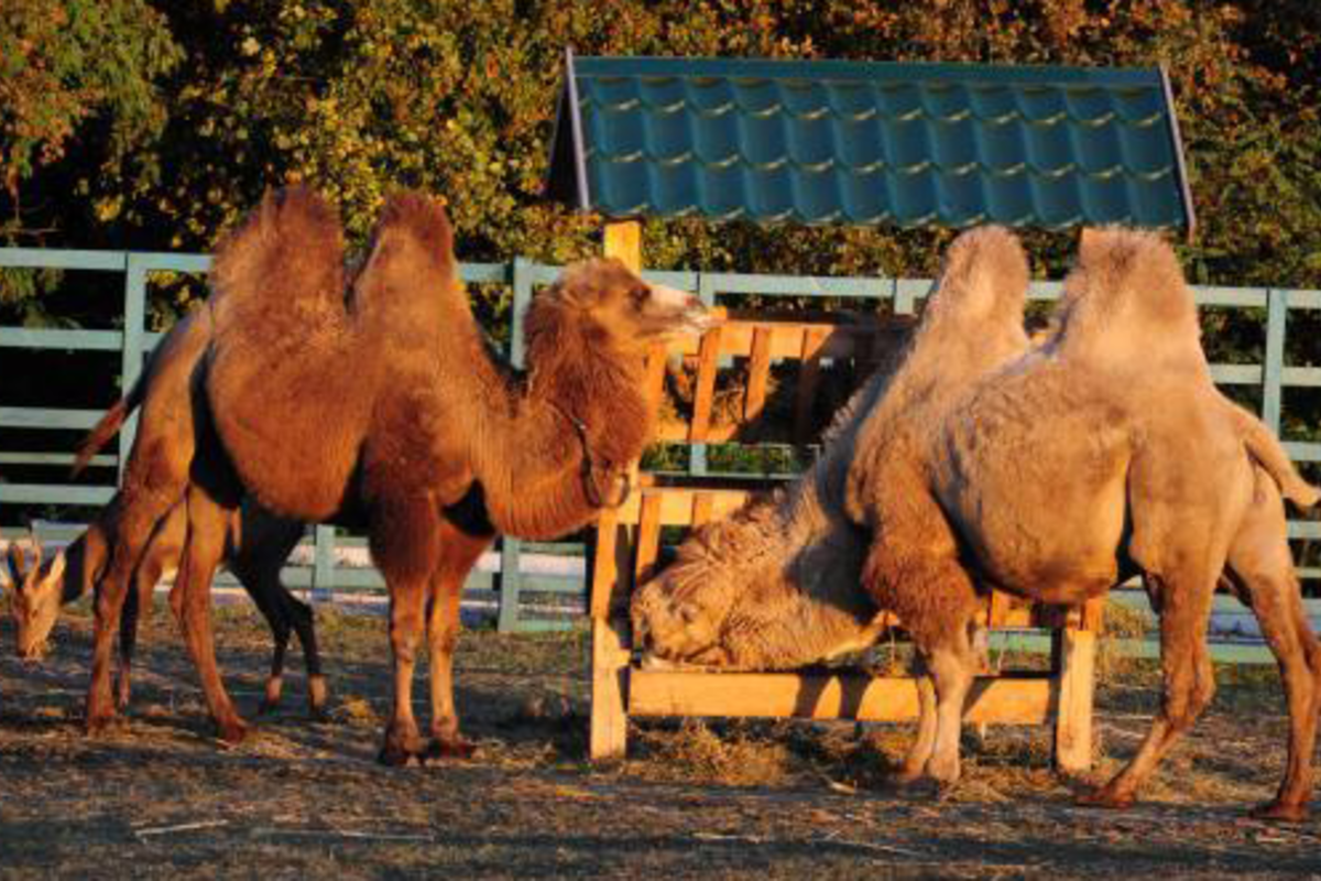 Таємниці Сходу та Тропічні Черкаси – фото 1