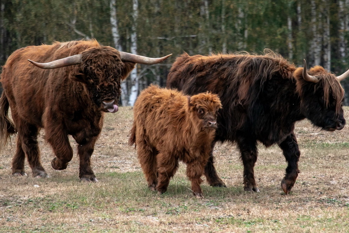 ДОТИК ДО ПРИРОДИ: ЕКОДЕНЬ У DEREVILLE