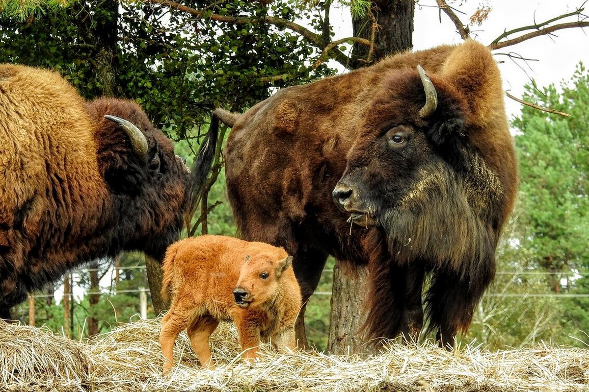 Пригоди у світі дикої природи - мал.05