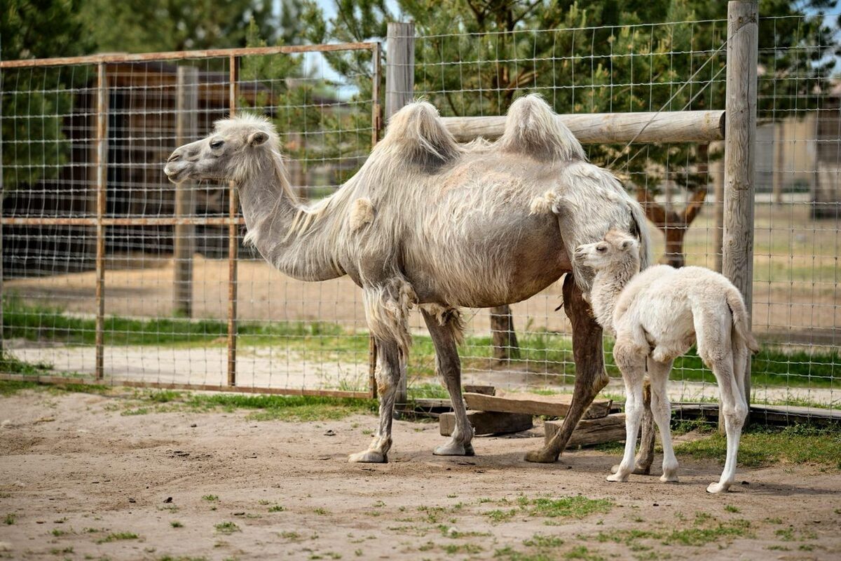 Парк "Добропарк" —Цвітіння тюльпанів - мал.06