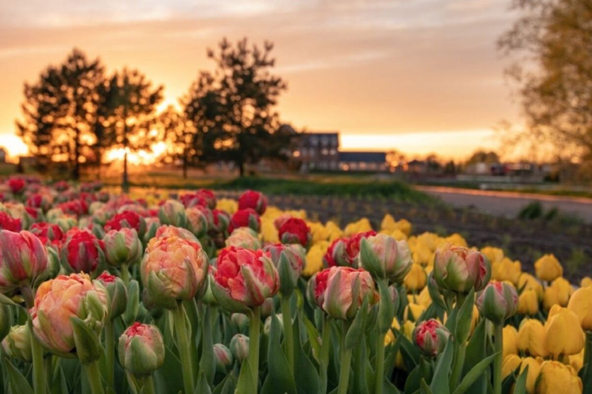 Парк "Добропарк" —Цвітіння тюльпанів - мал.07