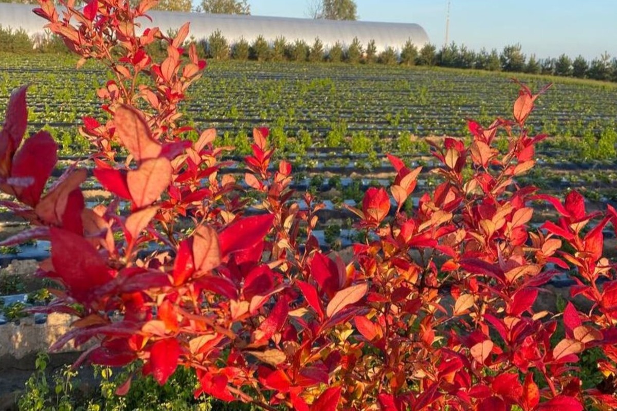 Лохинові історії: Смак осені та пінне натхнення - мал.02