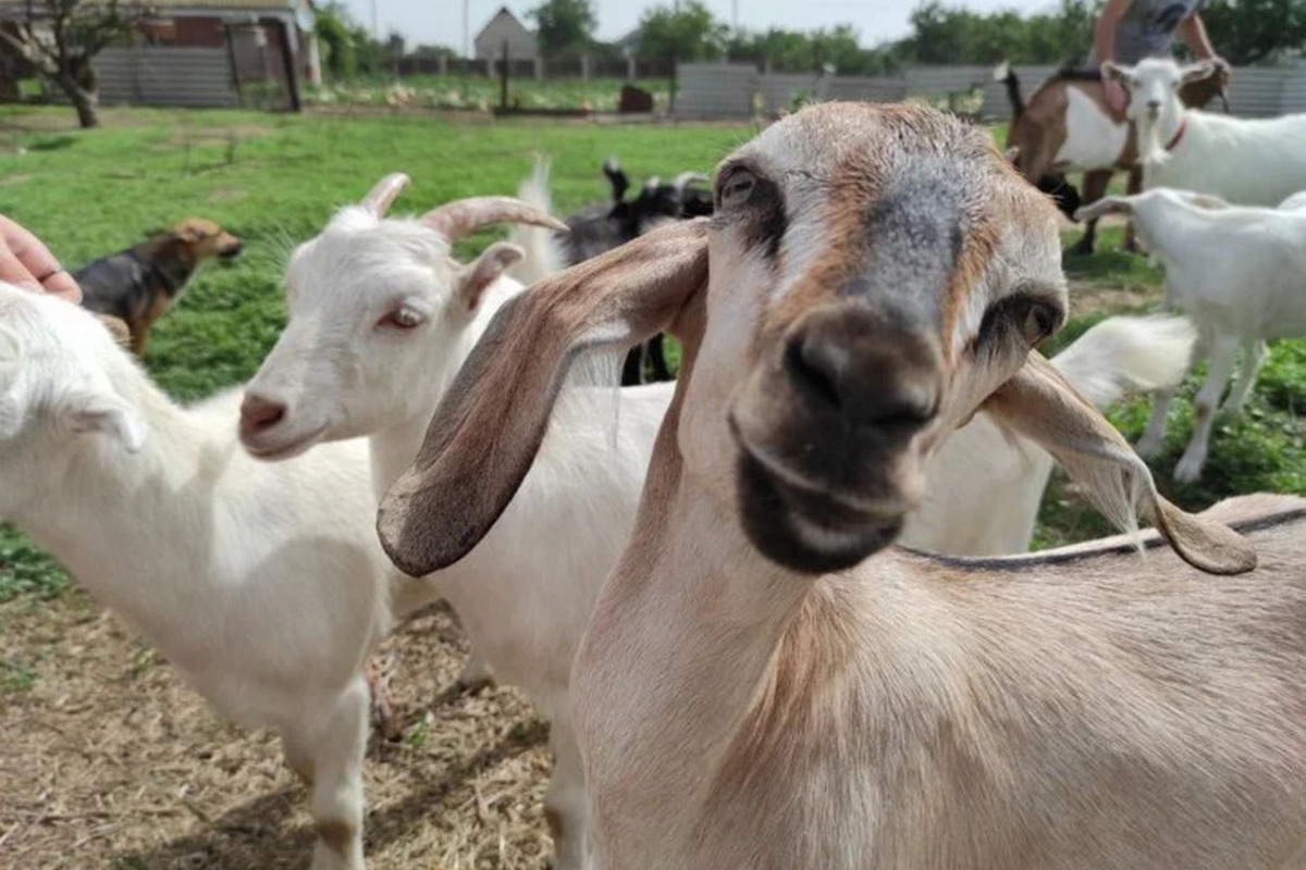 Лиманська коза та легенди Витачева - мал.05