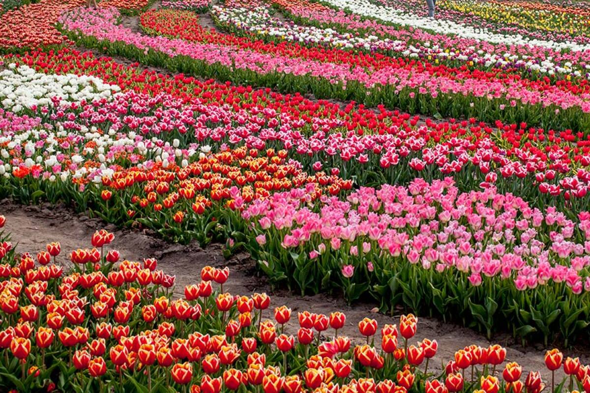 ПАРК ДОБРОПАРК ЦВІТІННЯ ТЮЛЬПАНІВ