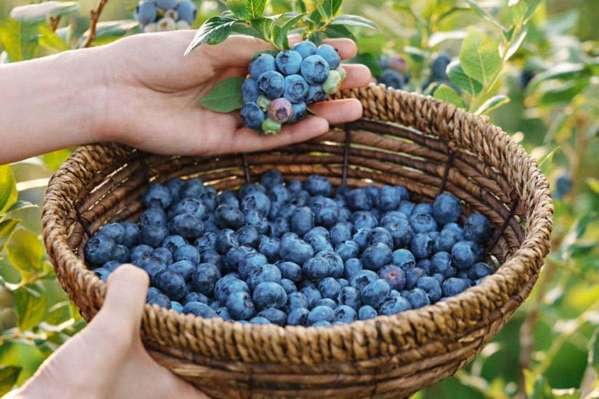 Лохинові історії: Смак осені та пінне натхнення - мал.01