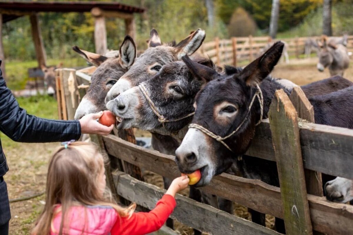 ПРИГОДИ У СВІТІ ДИКОЇ ПРИРОДИ