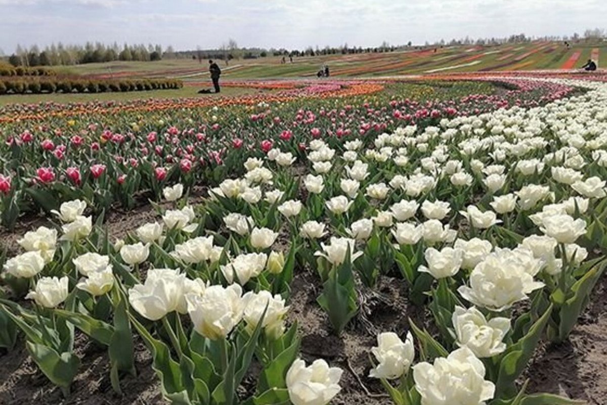 Парк "Добропарк" —Цвітіння тюльпанів - мал.03