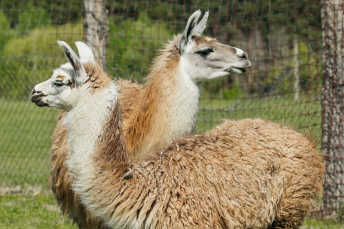 Пригоди у світі дикої природи - мал.06