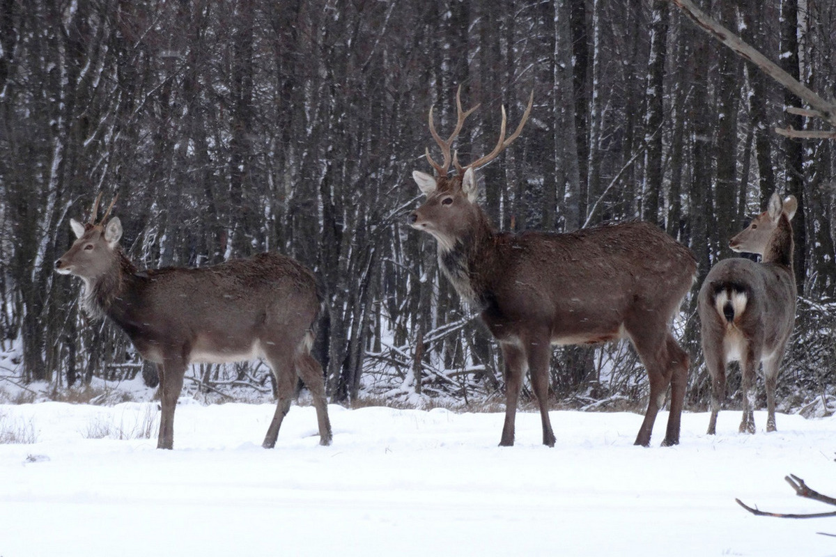 Дотик до природи: екодень у Dereville - мал.04