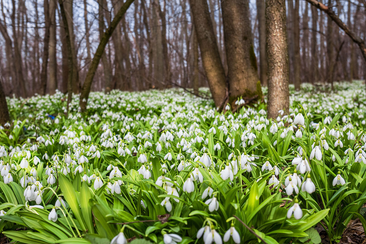ПІДСНІЖНИКИ В ХОЛОДНОМУ ЯРУ