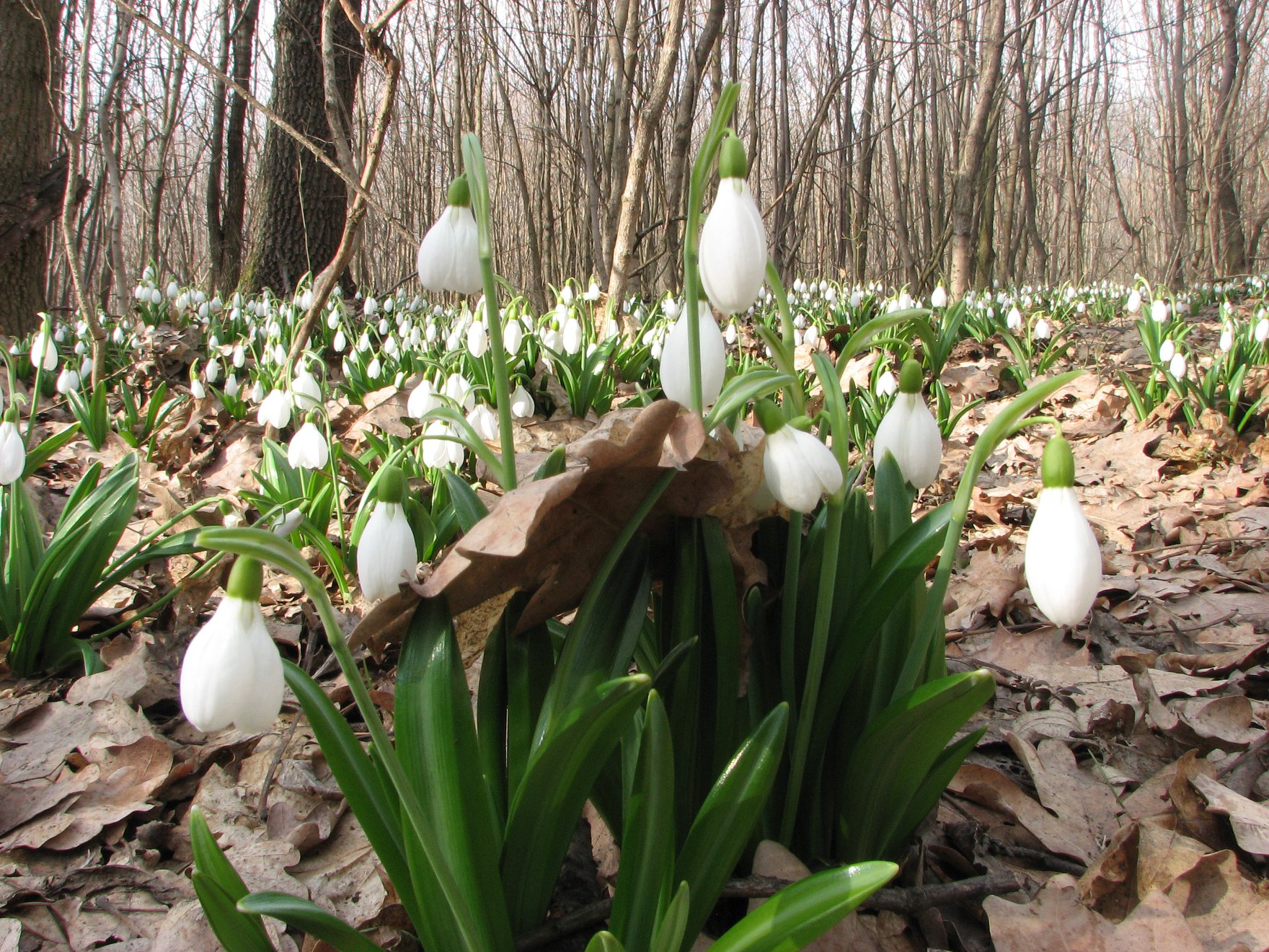 Ферма креветок – фото 1